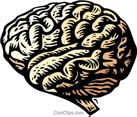  Woodcut Brain Royalty Free Vector Clip Art Illustration Physiology And Regulation Of Temperature Png Brain Vector Png