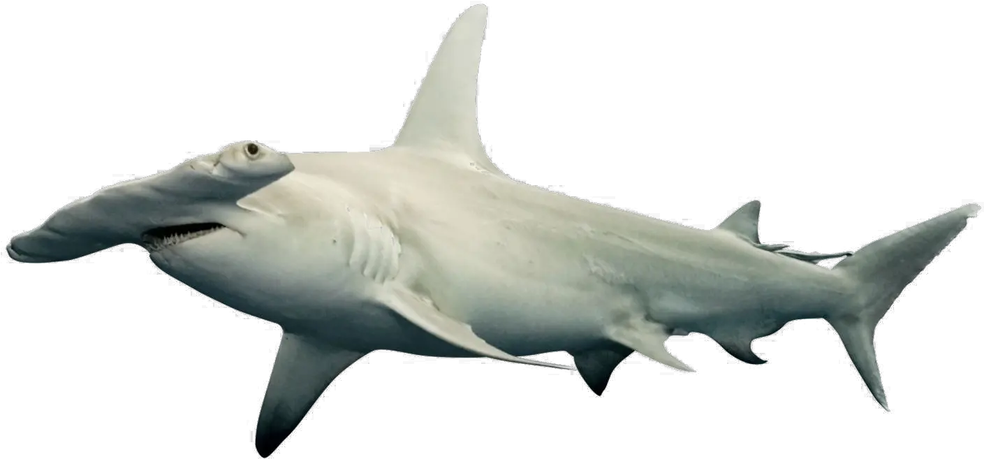  Shark Png Free Download Arts Great Hammerhead Shark Png Shark Png