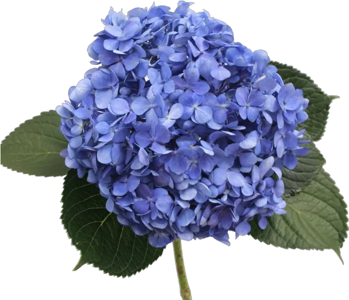  Hydrangea Purple Transparent U0026 Png Clipart Free Download Ywd Hydrangea Select Shoking Blue Hydrangea Png