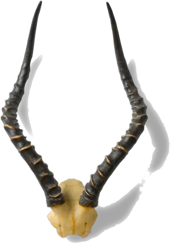  Horn Animal Product Antler Jaw Antelope Horns Png Horns Png