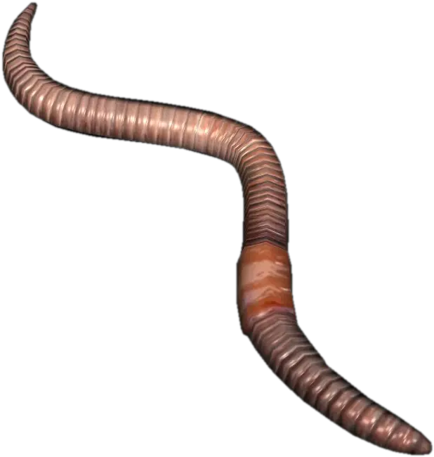  Earthworm Worm Png Earth Worm Png Worm Png