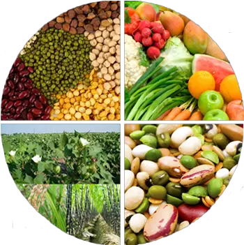  Textbook Of Field Crops Legume Png Crops Png