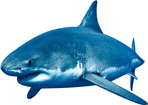  Clear Your Calendars Itu0027s Shark Week And Chill All Great White Shark Png Shark Png