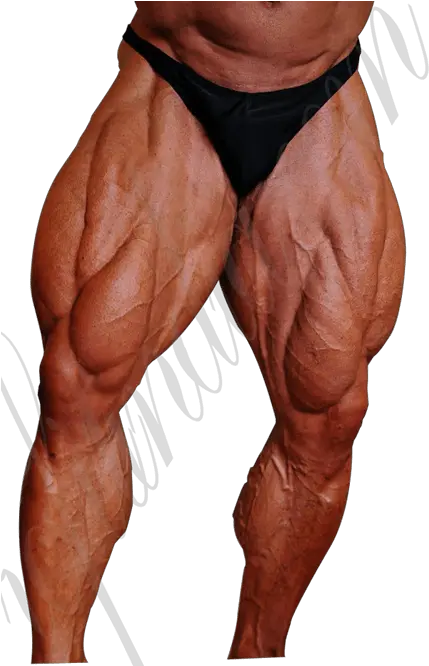  Muscle Anatomy Muscle Legs Png Legs Png