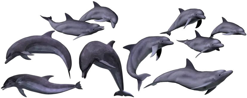  Download Dolphins Marine Sea Ocean Animal Dolphin Dolphins Png Dolphin Png