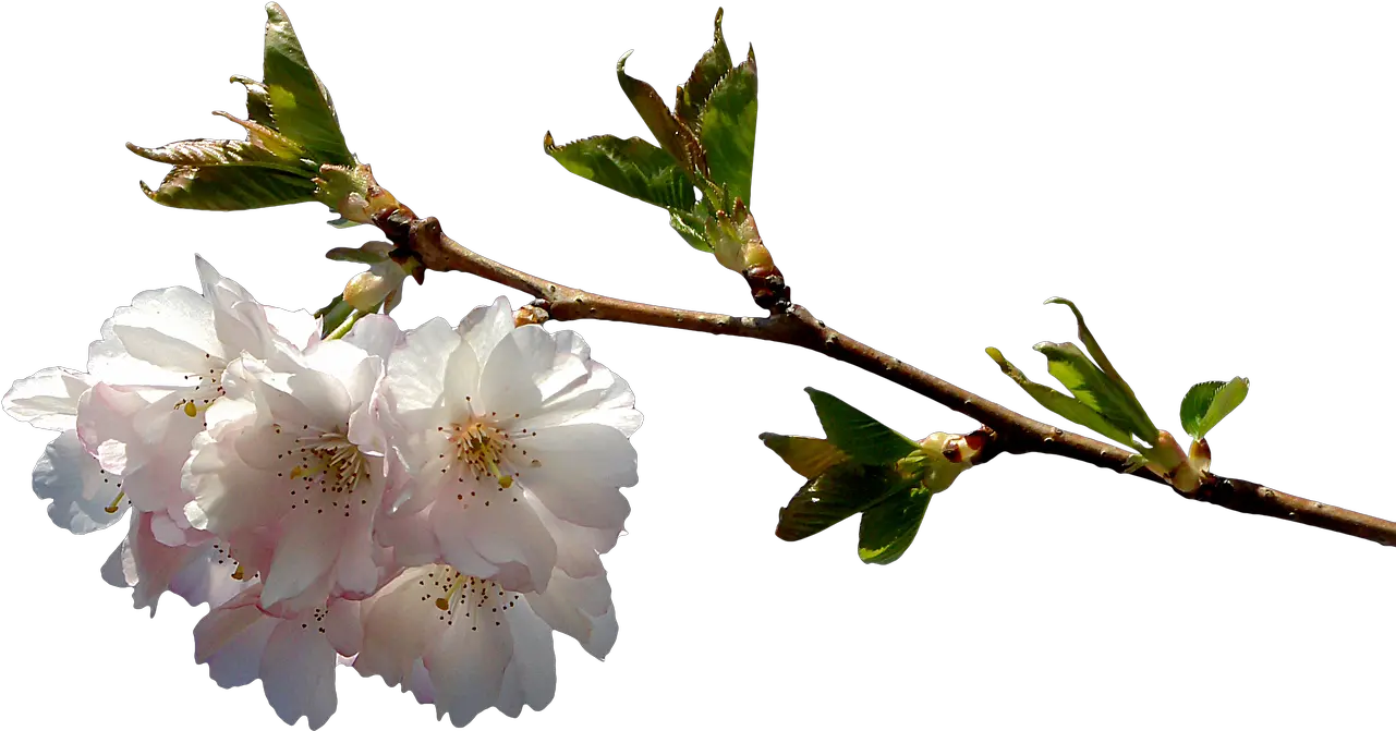  Prunusbranchpnggraphicsclipping Free Image From Imagenes De Flor Png Cherry Blossom Branch Png