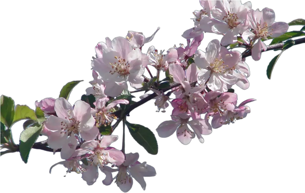  Cherry Blossom Branch Png 4 Image Real Cherry Blossom Png Cherry Blossom Branch Png