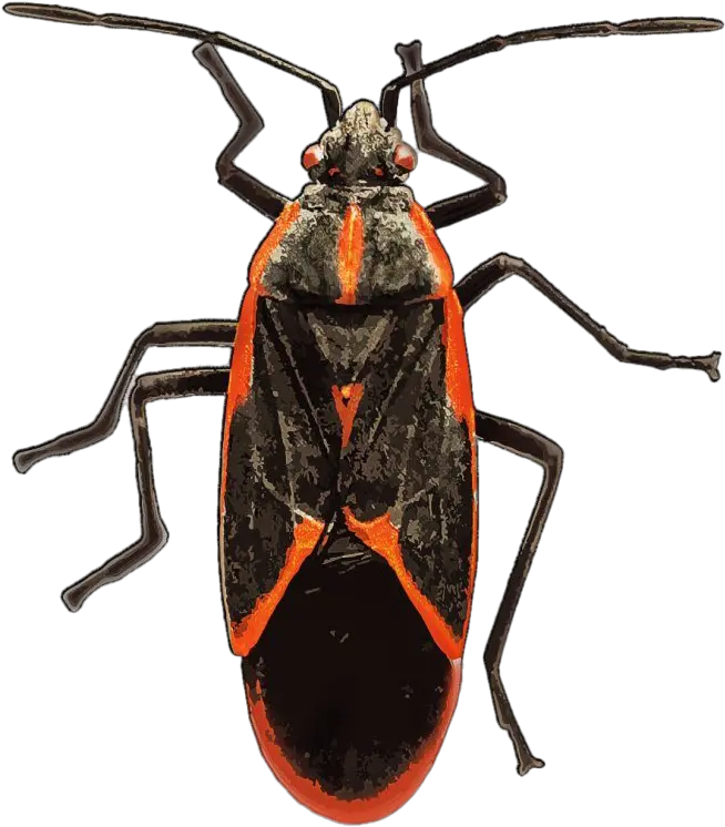  True Bug Insect Png Free Download Box Elder Bug Bugs Png