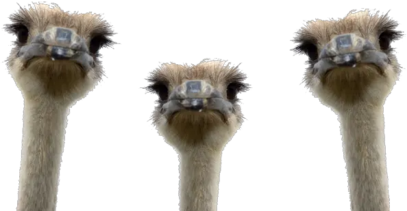  Download Animalsostrichpngtransparentimagestransparent Ostrich Png Free Images With Transparent Background