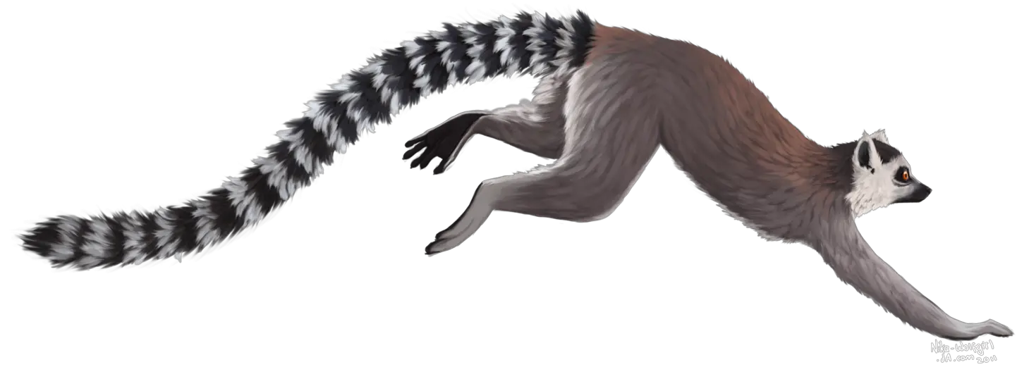  Lemur Png Transparent Background Image For Free Download 3 Ring Tailed Lemur Png Skunk Transparent