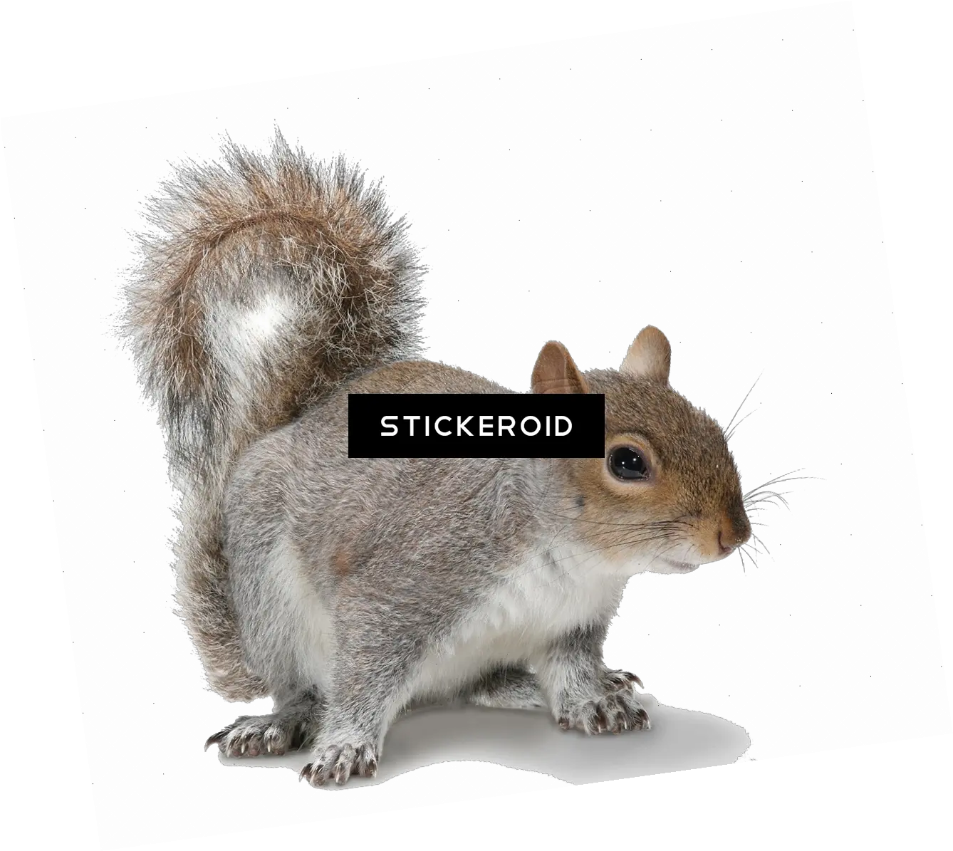  Download Squirrel Grey Squirrel White Background Full Squirrel Transparent Background Png Squirrel Transparent Background