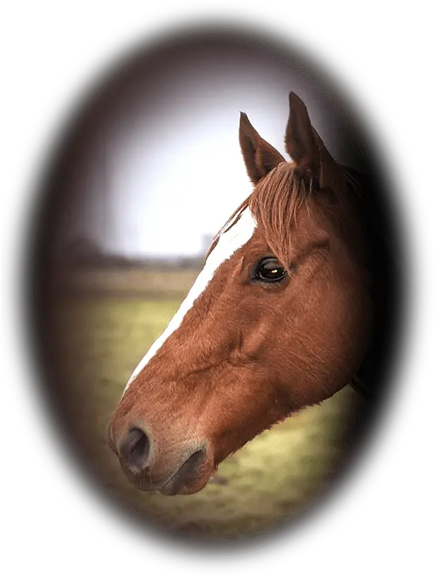  Raised From The Ashes Equine Jedi Sorrel Png Ashes Png