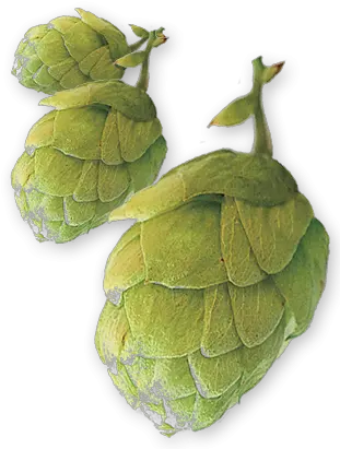  Download East Kent Golding Uk Pellet Hops Hop Cone Png East Kent Golding Hop Hops Png