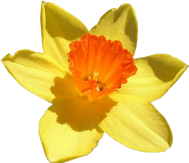  Daffodil Free Png Image Daffodil Scientific Name Daffodil Png