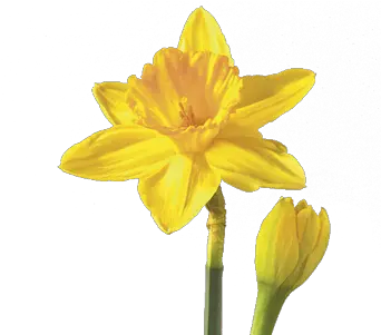  Free Daffodil Transparent Background Flower Daffodil Png Daffodil Png