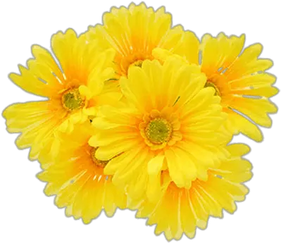  Yellow Gerberas Transparent Png Stickpng Transparent Yellow Flower Png Marigold Png