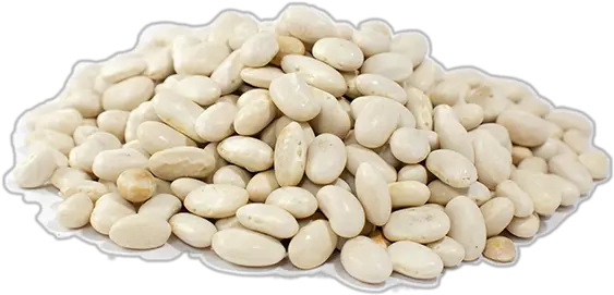  White Beans Great Northern Mojette Beans Png Bean Transparent