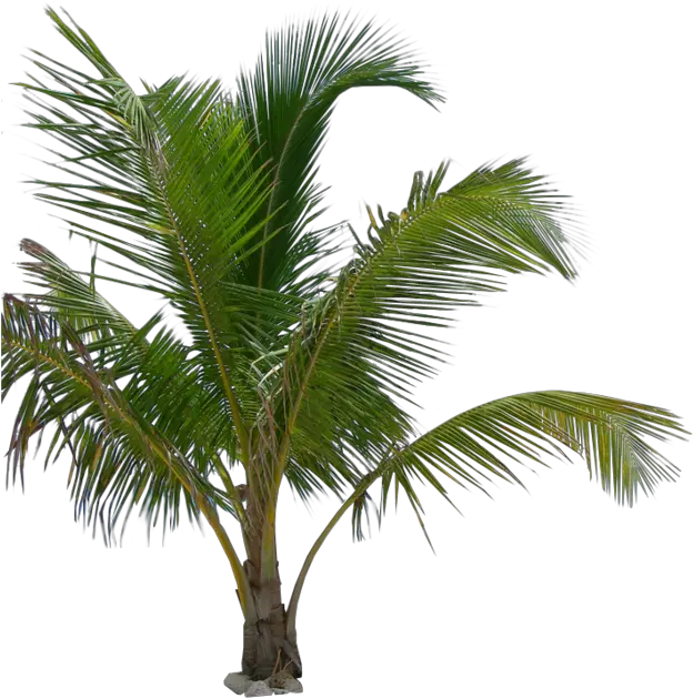  Palm Tree Png Image Transparent Background Arts Png Palm Tree Plants Palm Png