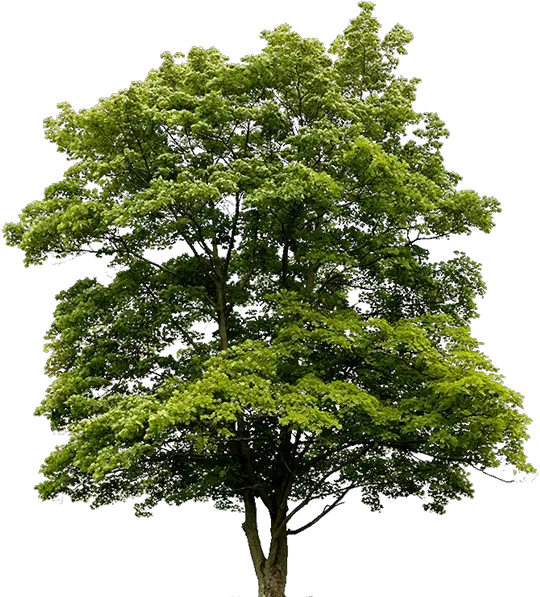  Download Free Png Australian Trees 4 Image Dlpngcom Oak Tree Trees Png