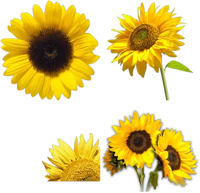  Girasol Imagen Png Transparente Sunflower Png Transparent Girasol Png