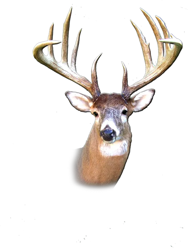  Bucks Bearsstags Transparent Buck Head Png Deer Transparent