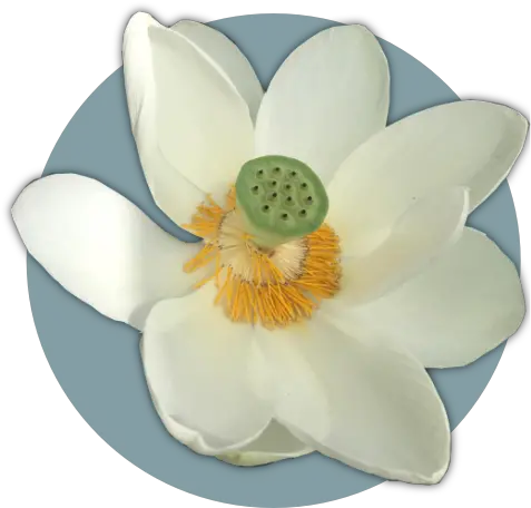  Lotus Flower Healing U2013 Sound Nymphaea Nelumbo Png Lotus Flower Transparent