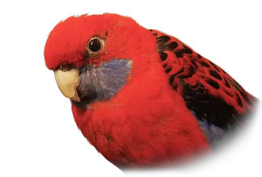  Bobby The Crimson Rosella Shirt Red Rosella Png Parrot Transparent Background