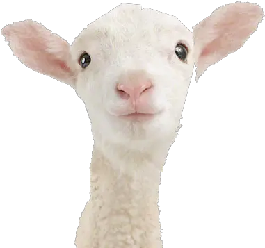  Lamb Transparent Png All Lamb With White Background Goat Transparent Background