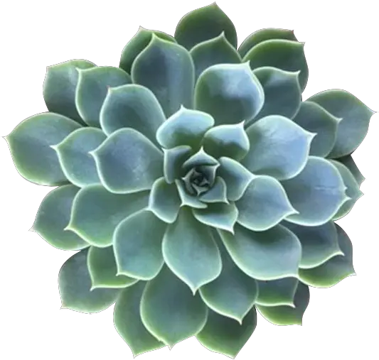  Succulents Png 5 Image Aesthetic Pngs For Edits Succulent Transparent Background