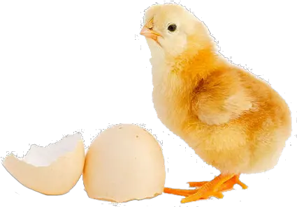  Download Day Old Chick Chick Meaning Png Chick Png