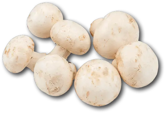  Download Holland White Mushroom White Mushroom No Background Png Mushroom Png