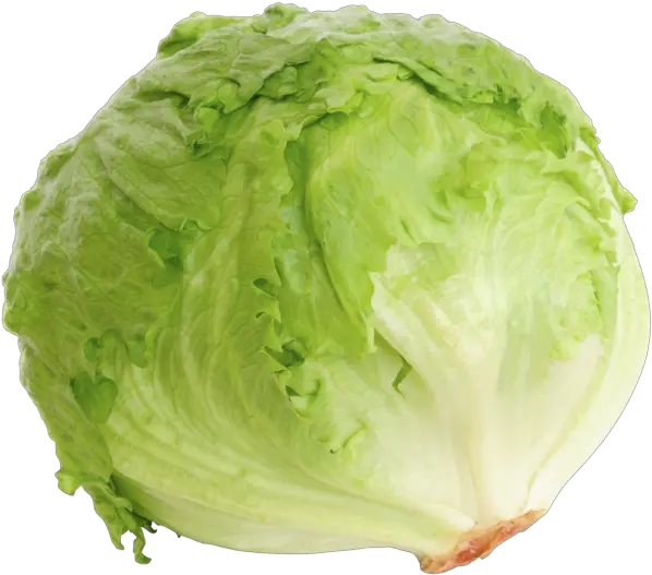  Iceberg Lettuce Levarht Lettuce Iceberg Png Salad Transparent Background