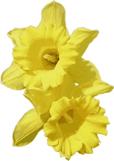  Download Free Daffodils Transparent Daffodils Transparent Background Png Daffodil Icon