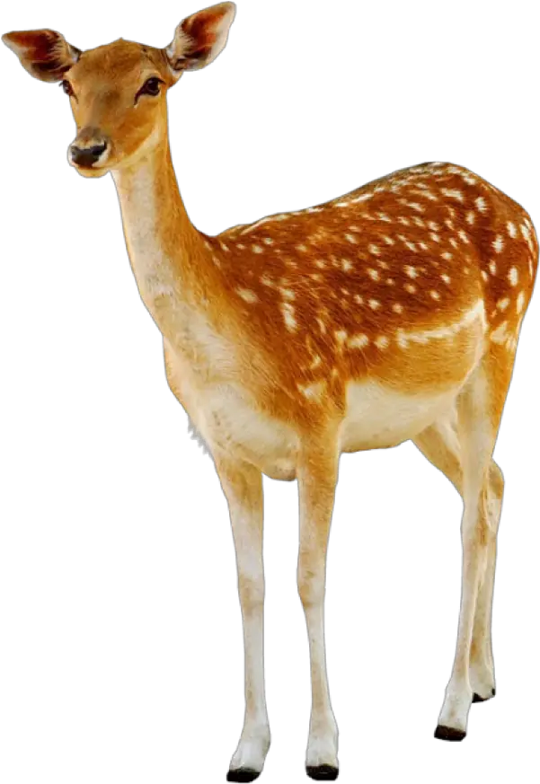  Deer Png Deer Png Deer Png