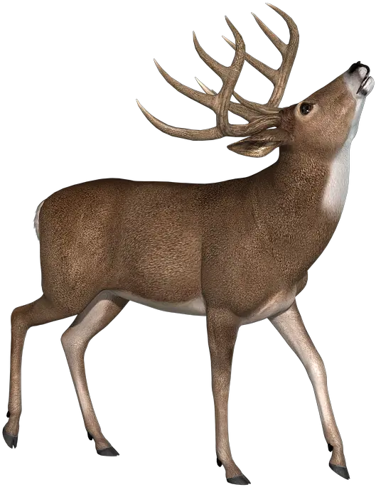  Buck Deer Stag Intelligence Png Buck Png