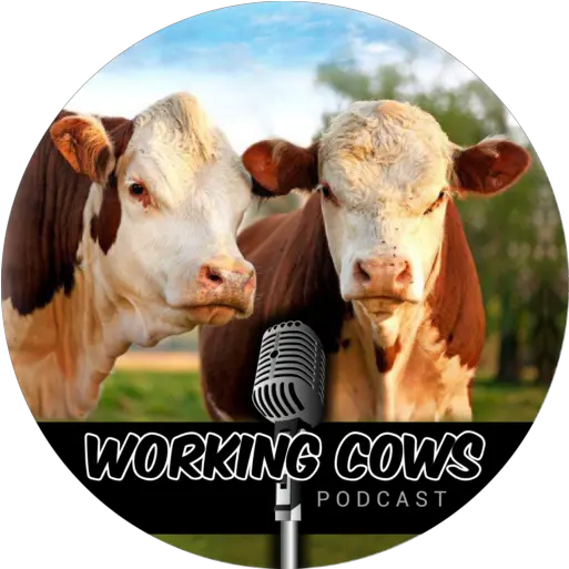  Cropped Workingcowspodcastlogofinalpng U2013 Working Cows Working Cows Podcast Cow Head Png