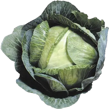  Download Cabbage Png Image Free Transparent Png Images Cabbage Transparent Background