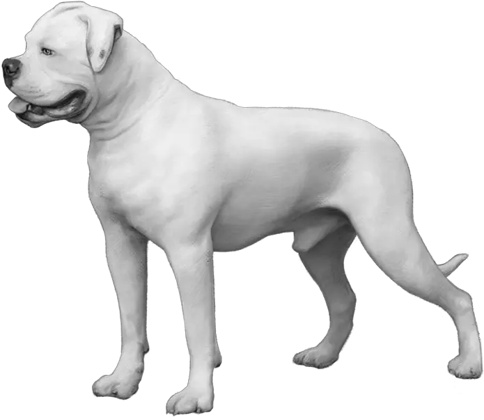  Embark Dog Dna Test Breed All White American Bulldog Bobtail Puppy Png British Icon Bulldogs