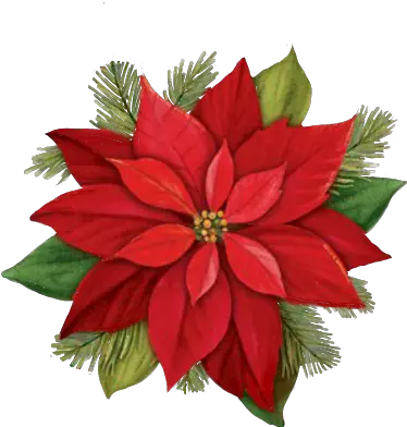  Largest Collection Of Free Toedit Pineneedles Stickers Poinsettia Png Poinsettia Transparent Background