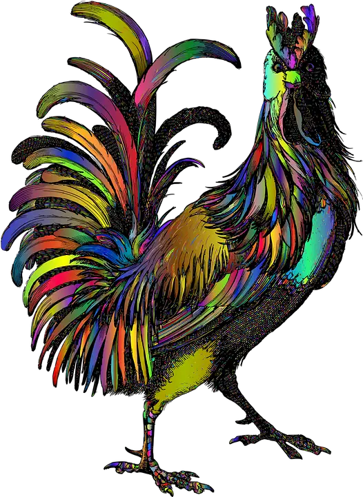  Rooster Animal Line Art Haan Png Rooster Png