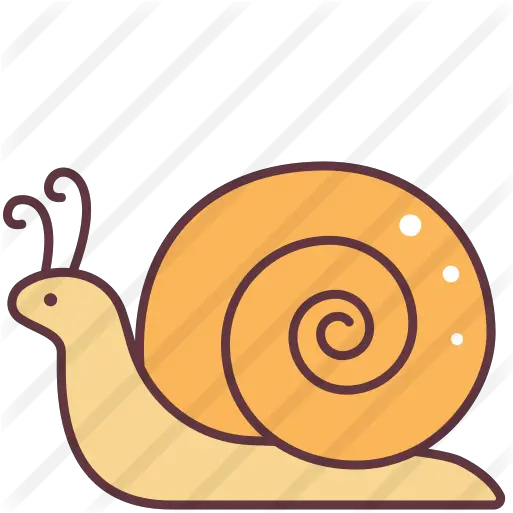  Snail Free Animals Icons Lymnaeidae Png Snail Png