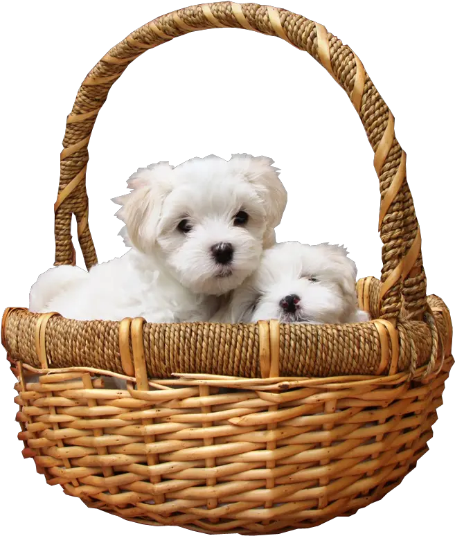  Puppies In Basket Png Transparent Image Dog In A Basket Basket Png