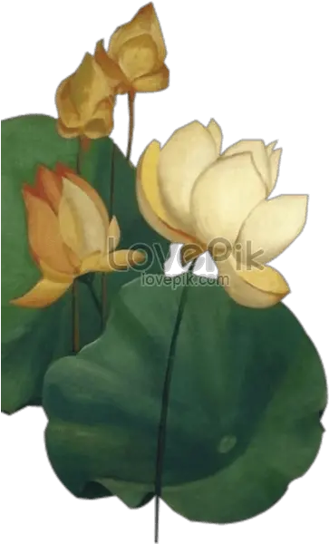  Chinese Lotus Flower Graphics Nymphaea Nelumbo Png Lotus Flower Transparent Background