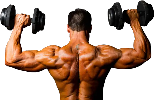  Gym Bodybuilding Background Png Image Shoulder Muscles Bodybuilding Body Builder Png