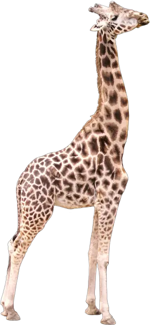  Giraffe Transparent Png 3d Giraffe Transparent