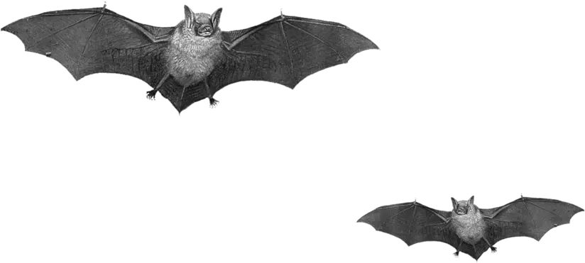  Bat Png 12 Image Download Vector Bats Png Bat Png