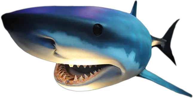  Png Vis Transparent Vispng Images Pluspng Haai Png Shark Png