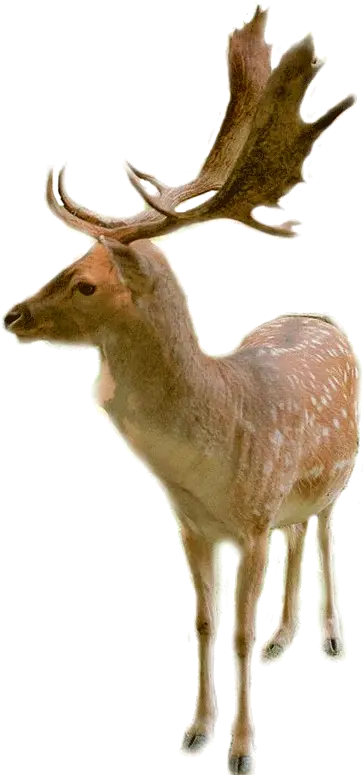  Fallow Deer Transparent Image Of Fallow Deer Png Deer Transparent