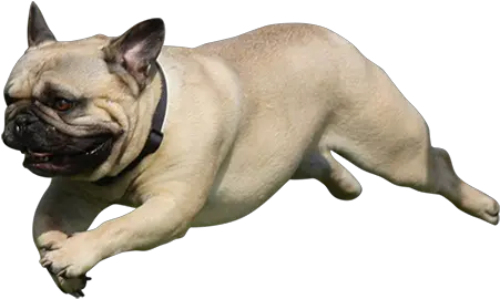  An Adorable Cutout Photo Of A Pug Leaping Through The Air Pug Cut Out Png Pug Face Png