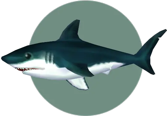  Great White Shark Animal Crossing Wiki Fandom Animal Crossing City Folk Fishes Png Shark Icon Png